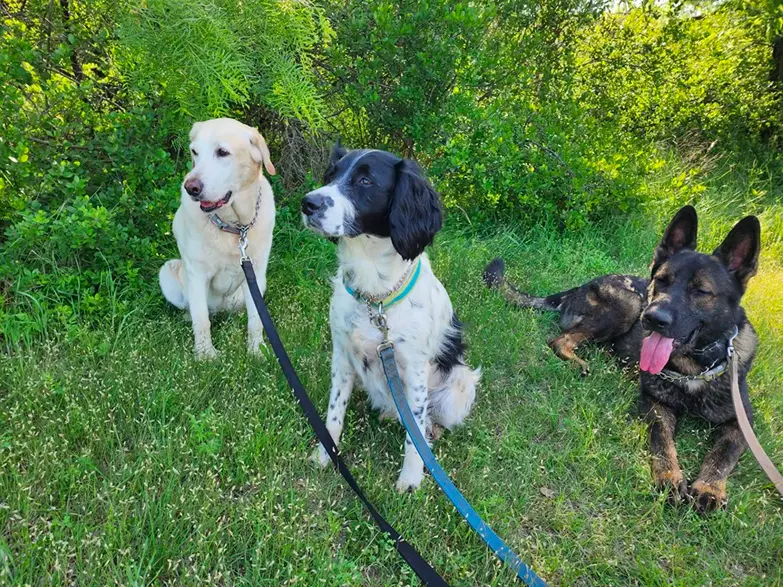 3 dogs sitting on the glass in the sun